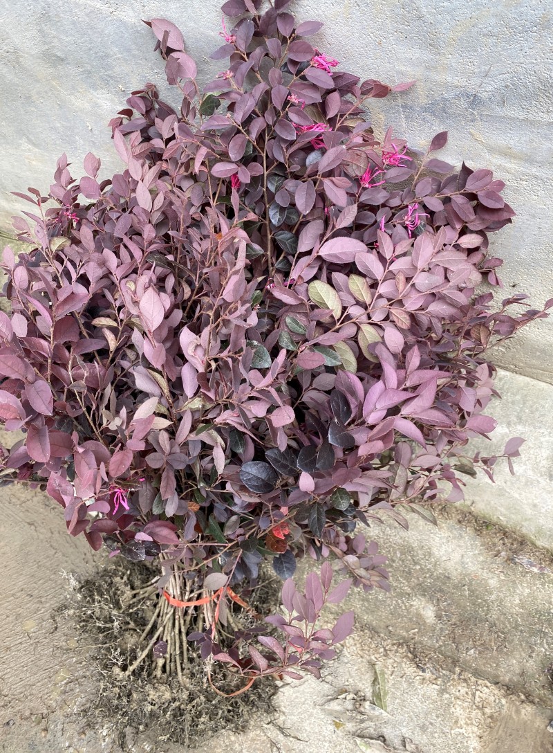 红花继木苗庭院绿植花卉篱笆用常青红檵木小苗四季红