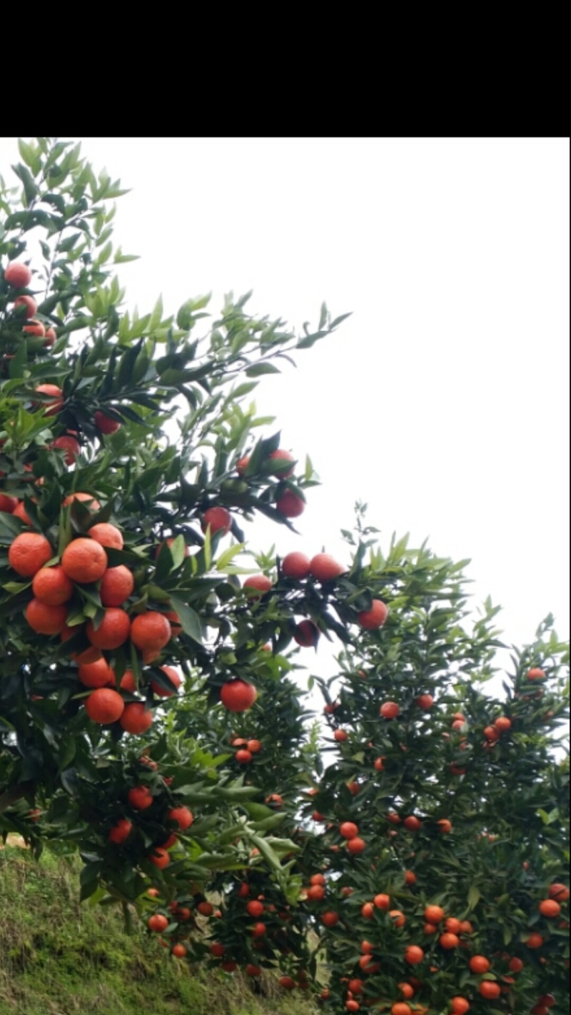 湖南特产东方红，基地直发一手货源，视频验货全国走货