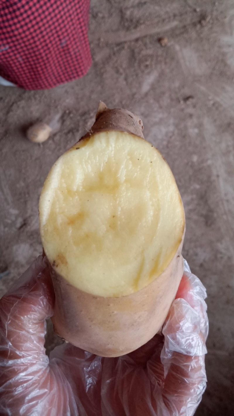 甘肃陇西马铃薯。只有黑土地才能种成陇七的品种。