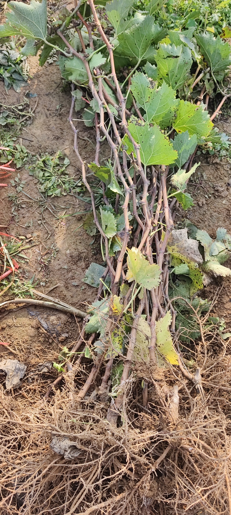 各种葡萄苗苗有需要联系我