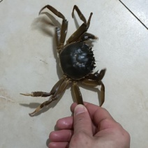 小母1.0-1.3规格的母蟹活力充沛品质上佳大量供应