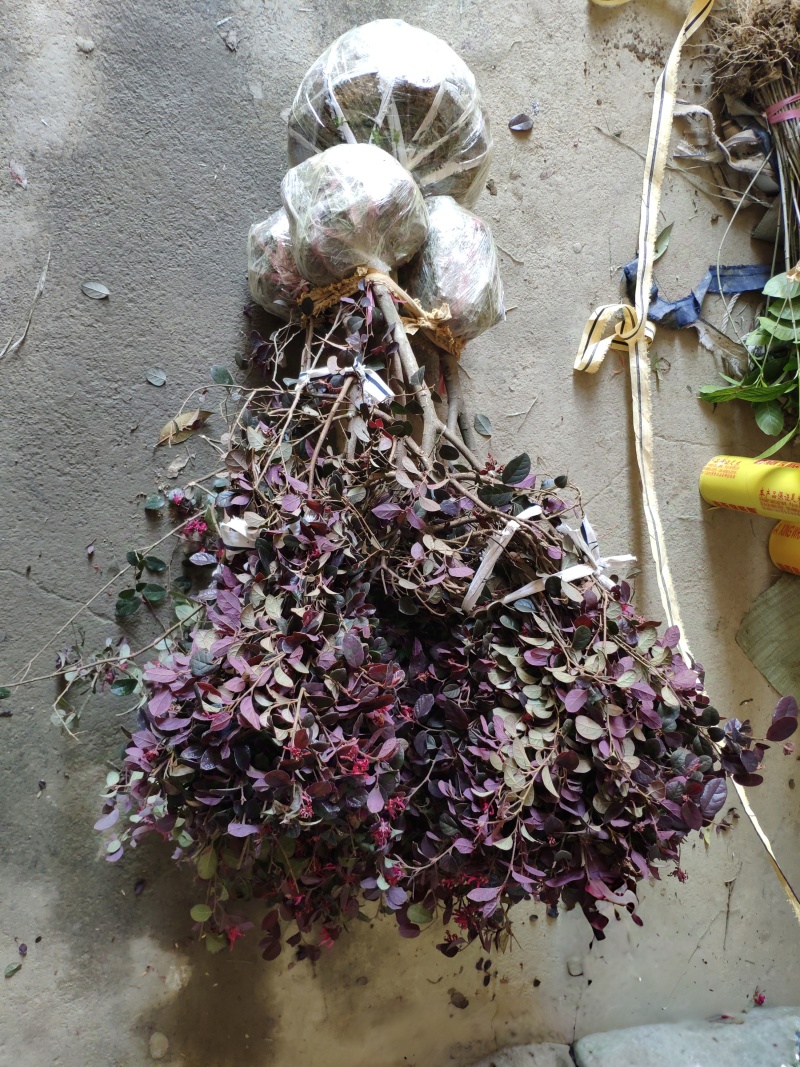 红花檵木球城市花坛布景园林绿化工程红继木球形庭院盆栽常青