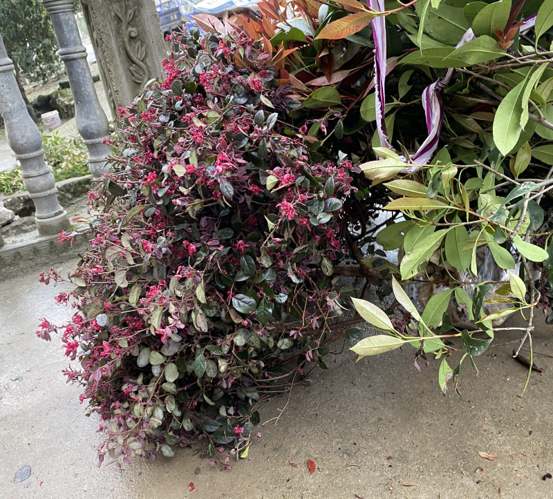 红花檵木球城市花坛布景园林绿化工程红继木球形庭院盆栽常青
