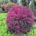红花檵木球城市花坛布景园林绿化工程红继木球形庭院盆栽常青