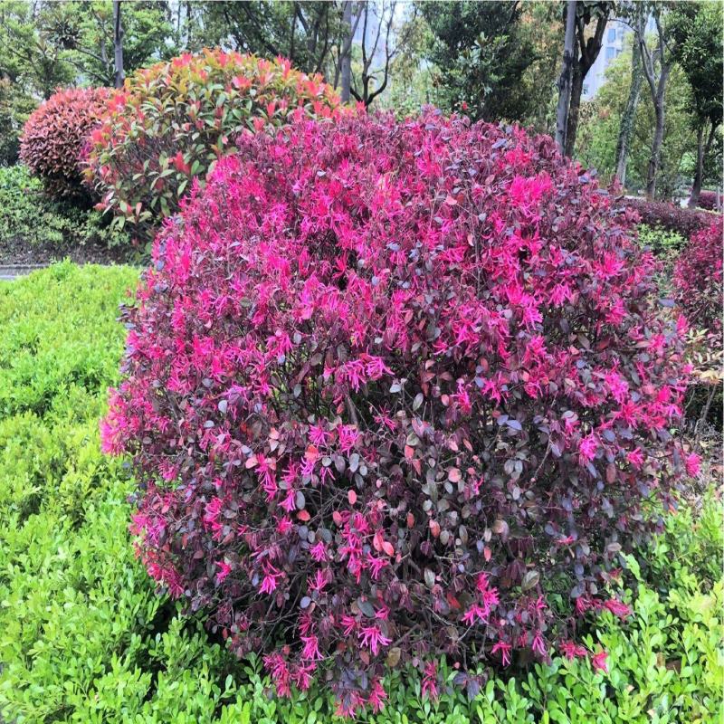 红花檵木球城市花坛布景园林绿化工程红继木球形庭院盆栽常青
