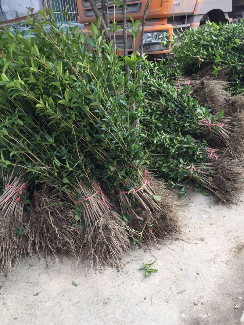 征地金桂桂花树苗浓香型风景树室外植物庭院观赏地栽八月桂花