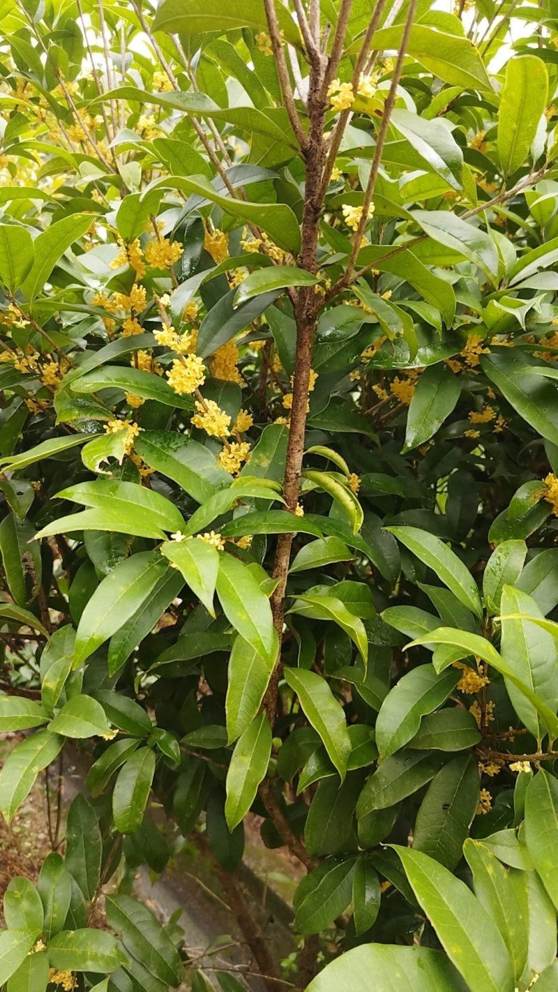 征地金桂桂花树苗浓香型风景树室外植物庭院观赏地栽八月桂花