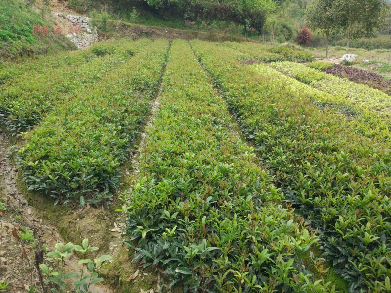 征地金桂桂花树苗浓香型风景树室外植物庭院观赏地栽八月桂花