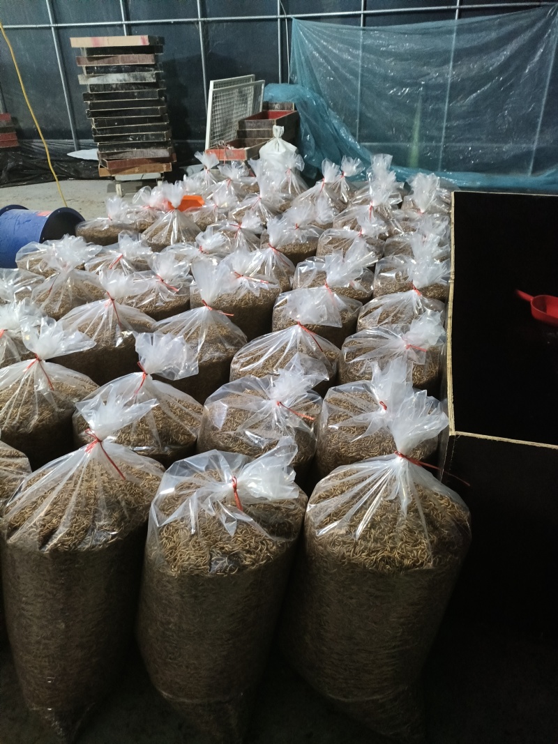 大量出售黄粉虫干虫