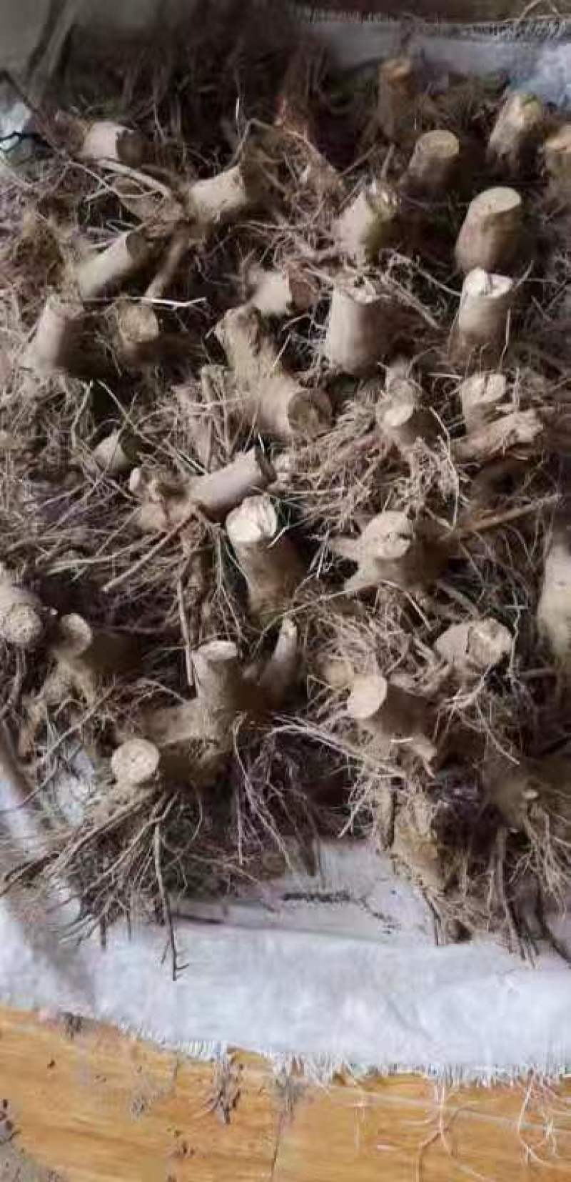 泡桐根拖毒四陪体泡桐，基地直销量一手货源，现货供应