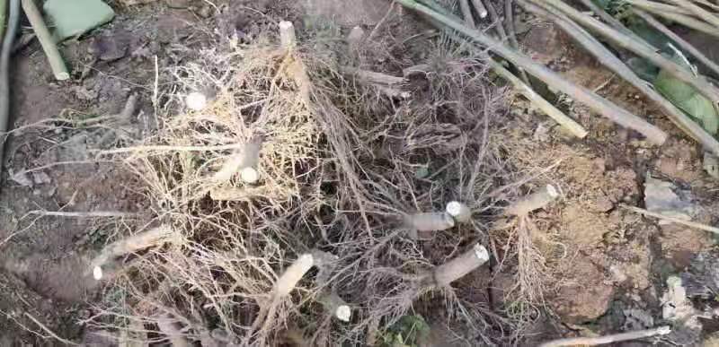泡桐根拖毒四陪体泡桐，基地直销量一手货源，现货供应