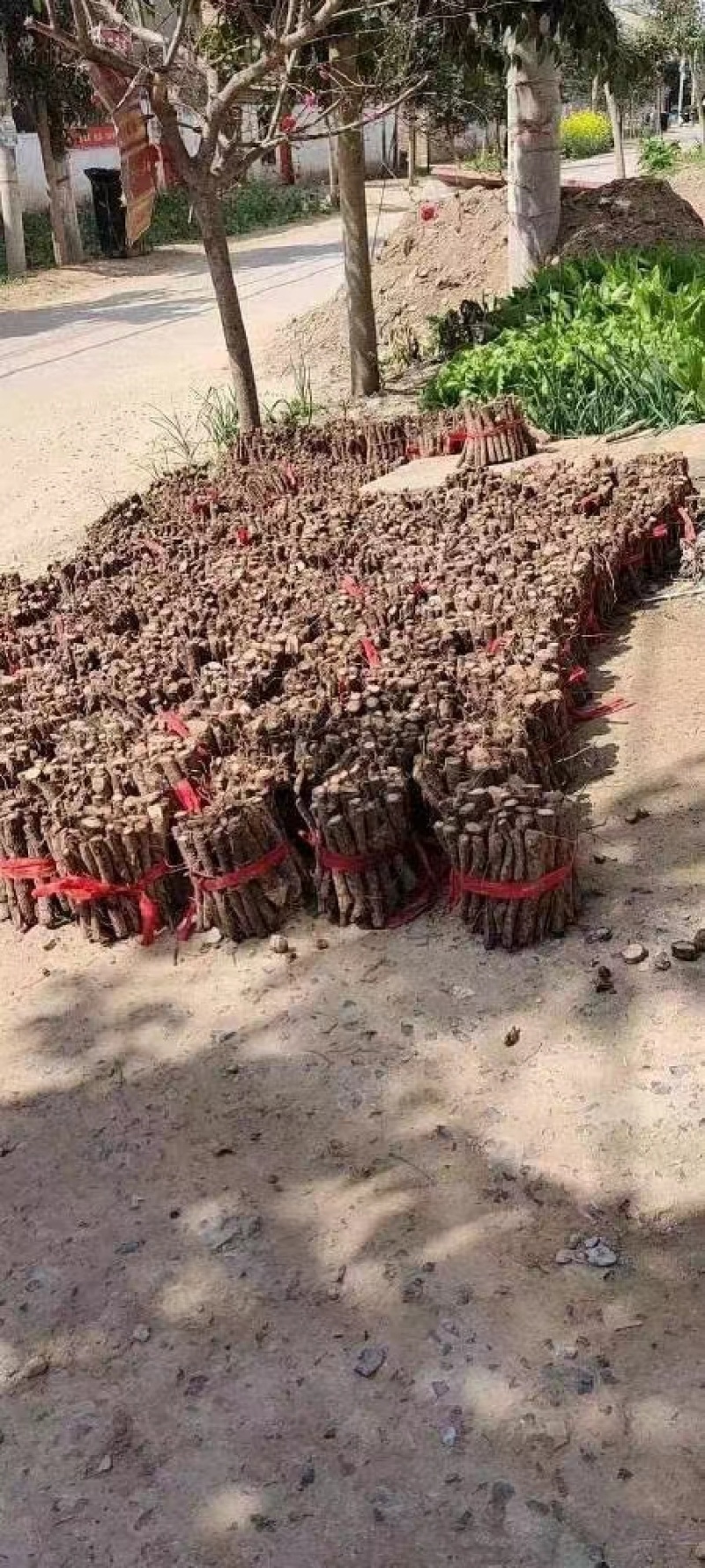 泡桐根拖毒四陪体泡桐，基地直销量一手货源，现货供应