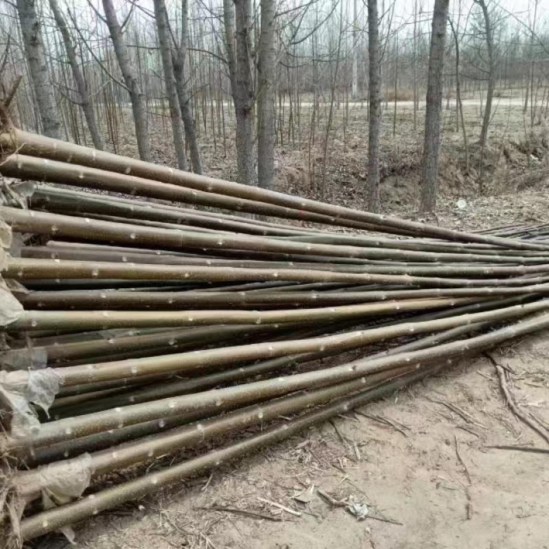 泡桐根拖毒四陪体泡桐，基地直销量一手货源，现货供应