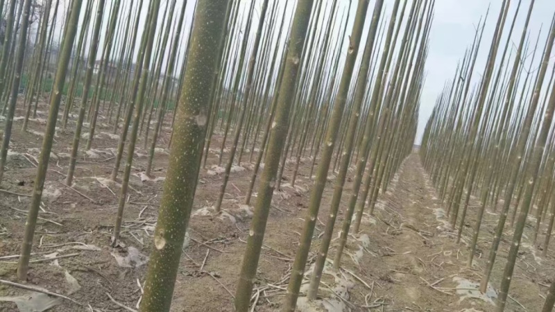 泡桐根拖毒四陪体泡桐，基地直销量一手货源，现货供应