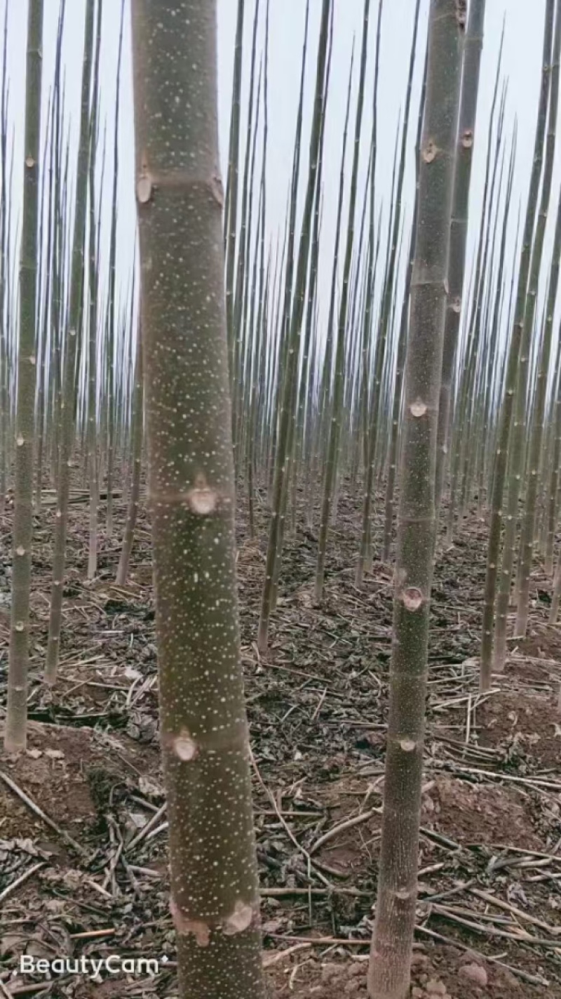 泡桐根拖毒四陪体泡桐，基地直销量一手货源，现货供应