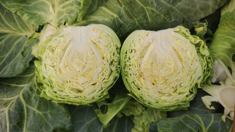 甘蓝