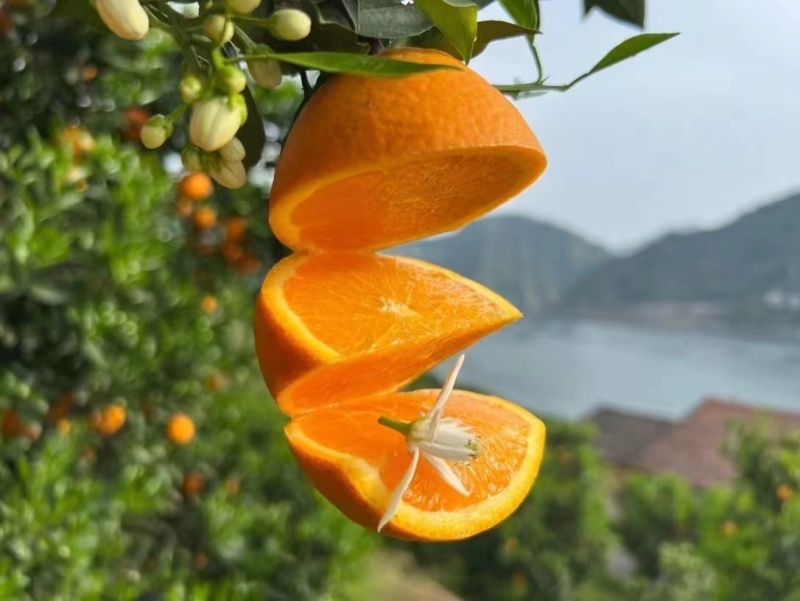 九月红脐橙果冻橙秭归脐橙果园鲜果量大从优