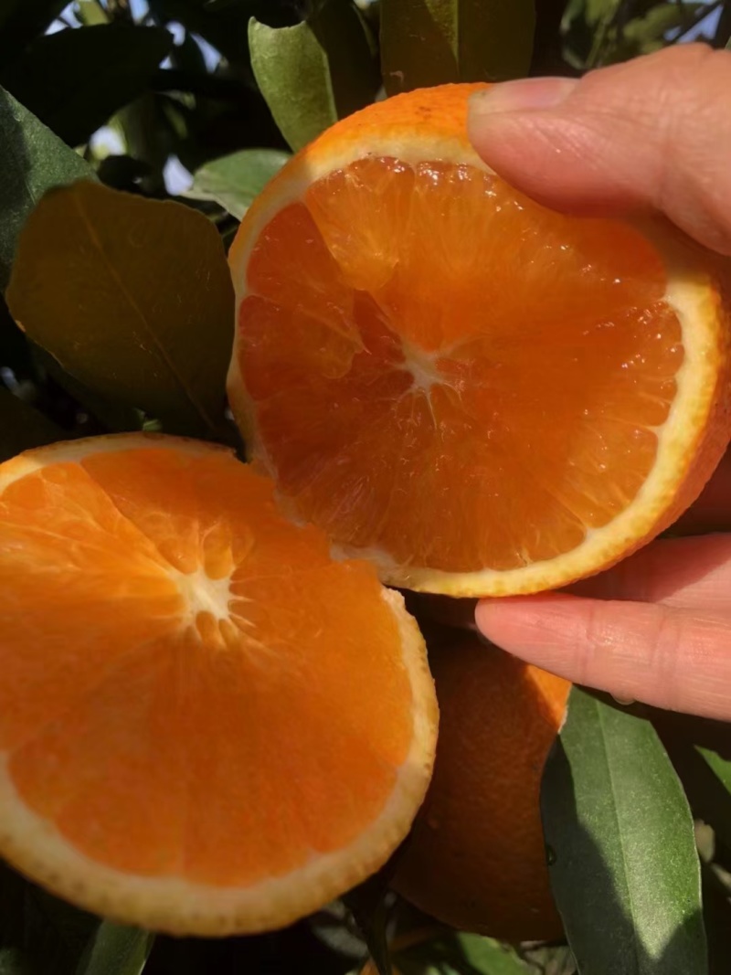 九月红脐橙果冻橙秭归脐橙果园鲜果量大从优