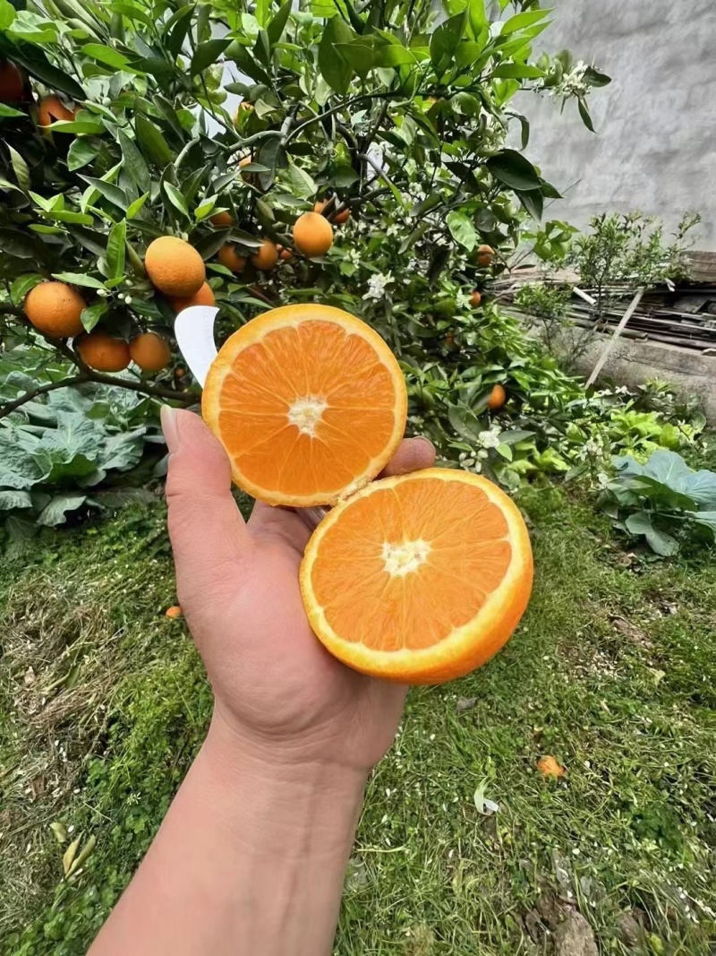 九月红脐橙果冻橙秭归脐橙果园鲜果量大从优