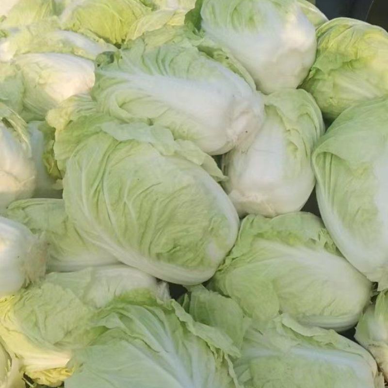 精品白菜，货源充足，产地直发，诚信经营，欢迎客商来电