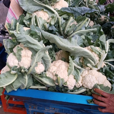 菜花精品大量上市