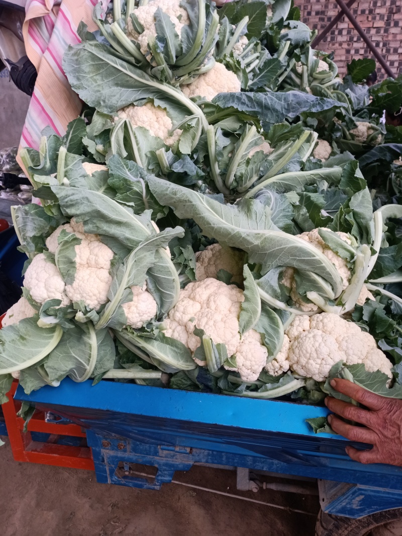 菜花精品大量上市