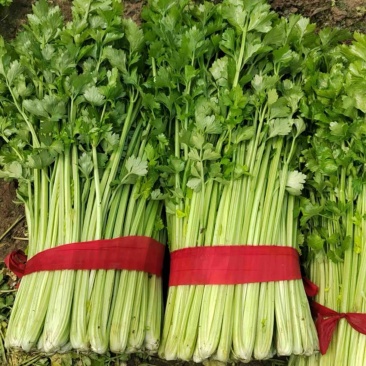精品西芹，供应各大商超、电商平台、批发市场，大量供应中