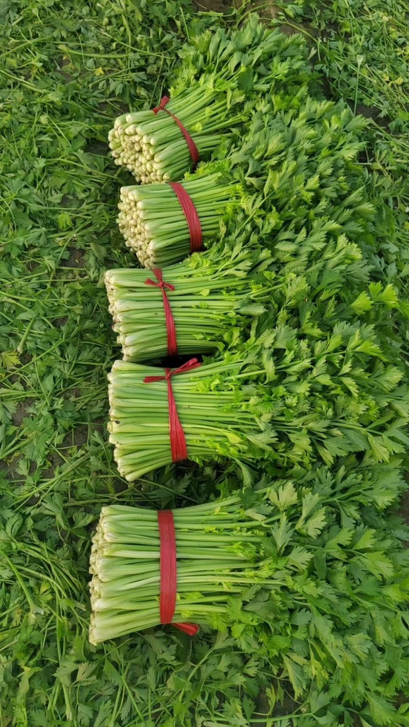 精品西芹，供应各大商超、电商平台、批发市场，大量供应中