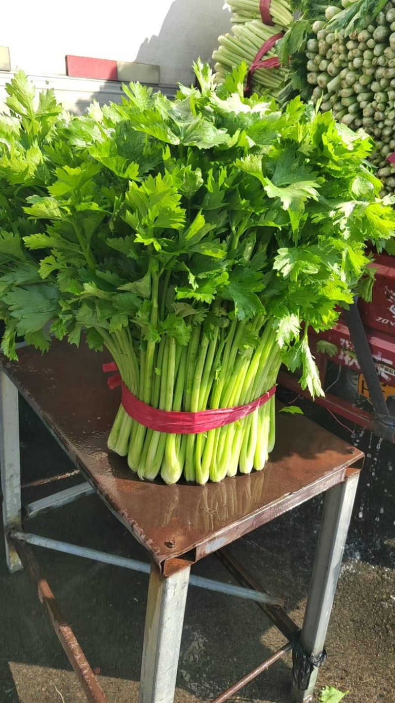 精品西芹，供应各大商超、电商平台、批发市场，大量供应中