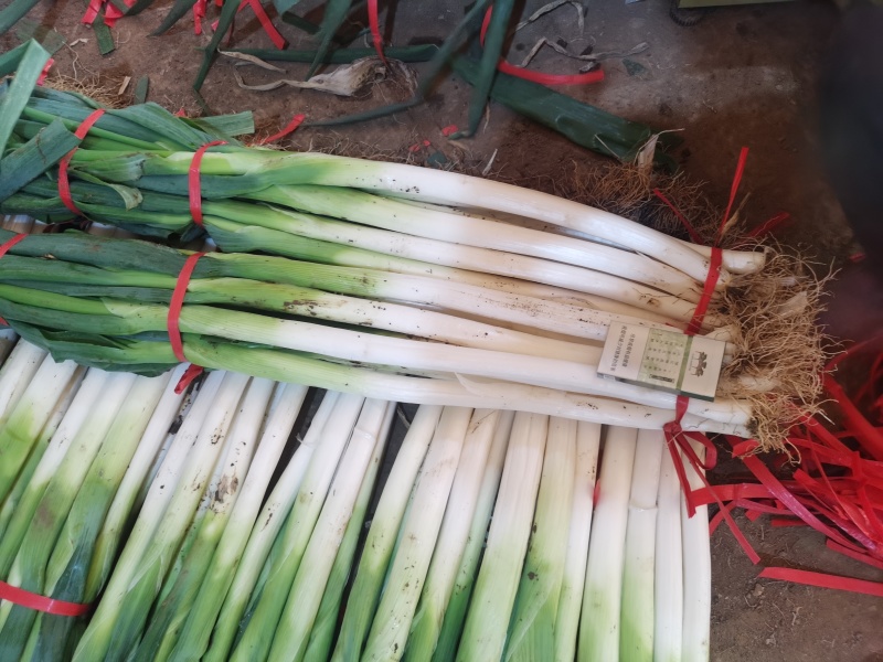 章丘大葱，零售批发，产地直发。商超团购，电商一件代发