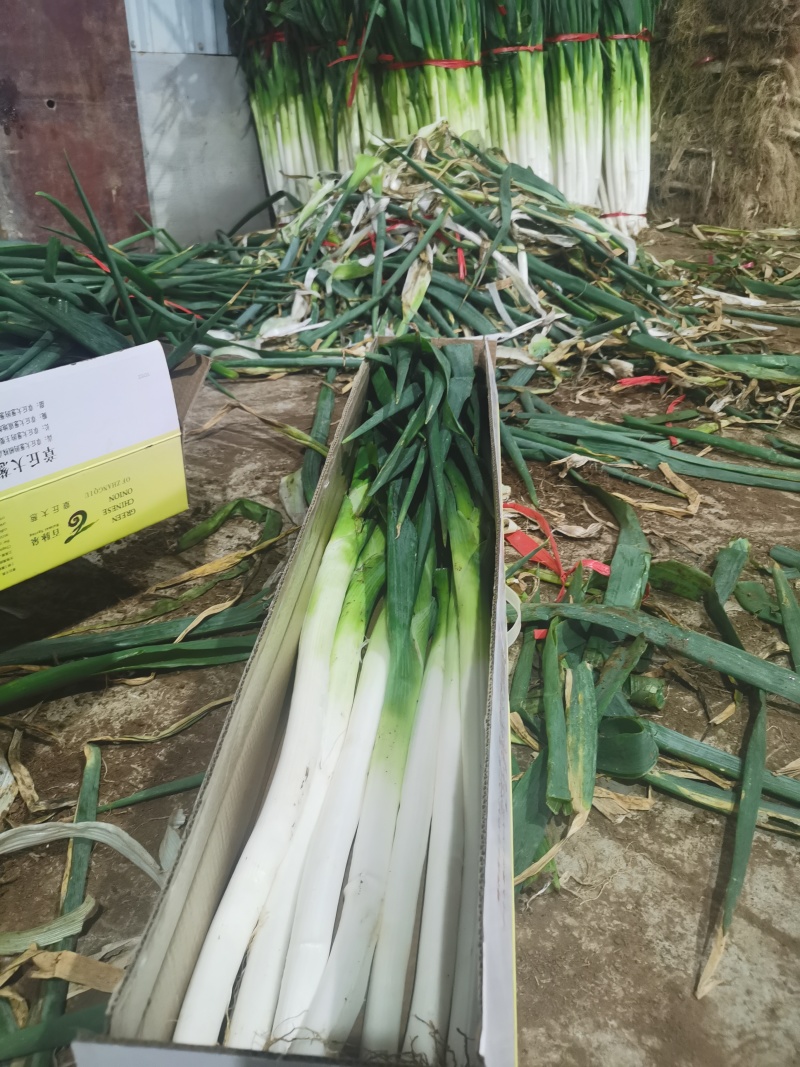 章丘大葱，零售批发，产地直发。商超团购，电商一件代发