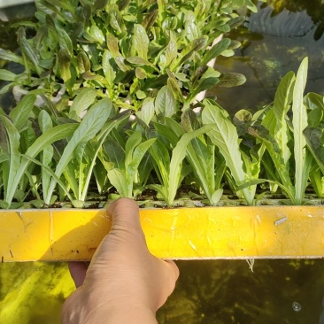 菜苗