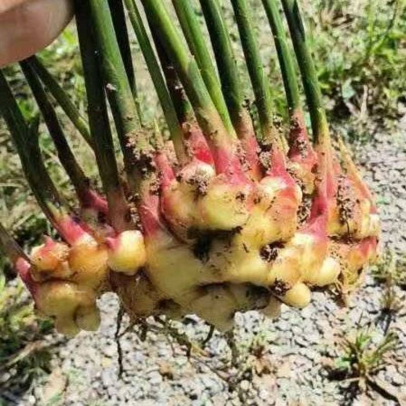 出售贵州生姜，60万斤