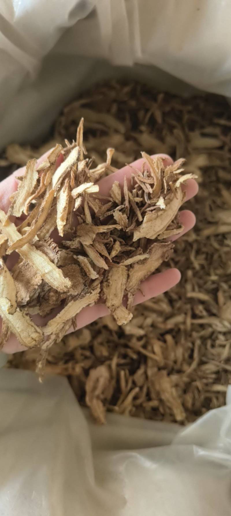 当归全归过2个筛祥泰药材栈中药材批发零售实物拍摄