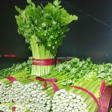 精品西芹，质优价廉，中小颗现己大量上市中