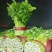 精品西芹，质优价廉，中小颗现己大量上市中
