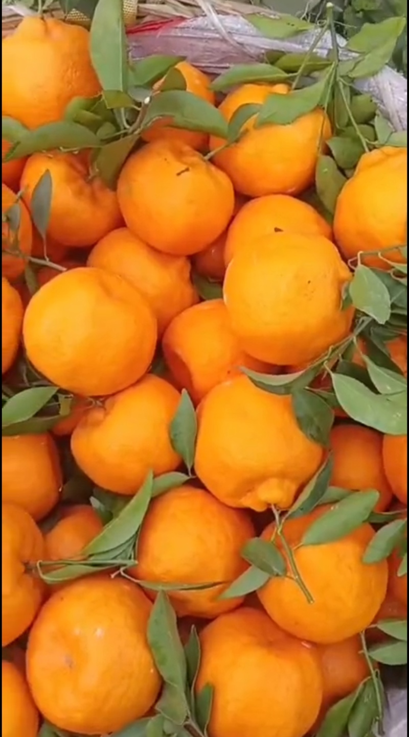 碰柑储存果（大小已分级，耐运输耐储存）保质保量供货