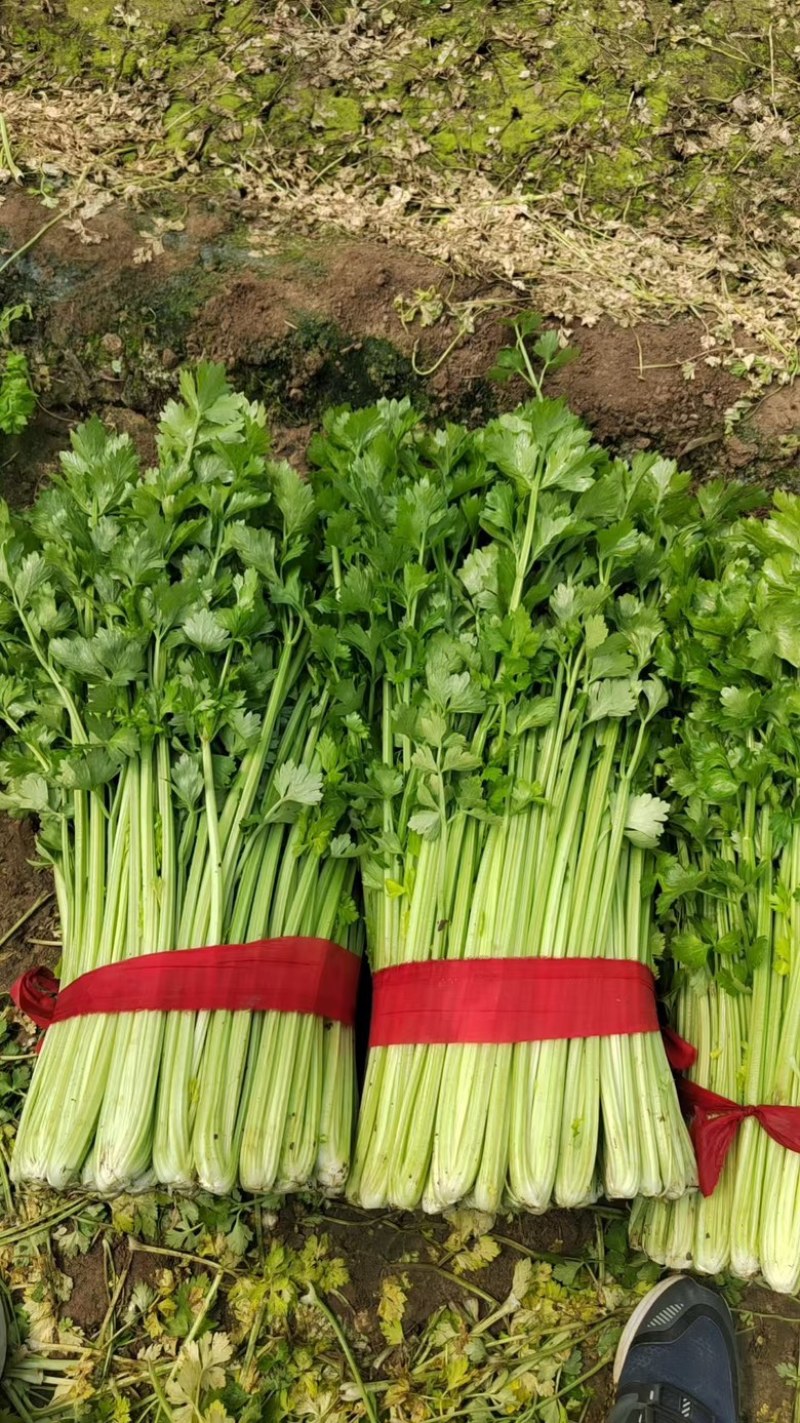 精品西芹，质优价廉，中小颗现己大量上市中