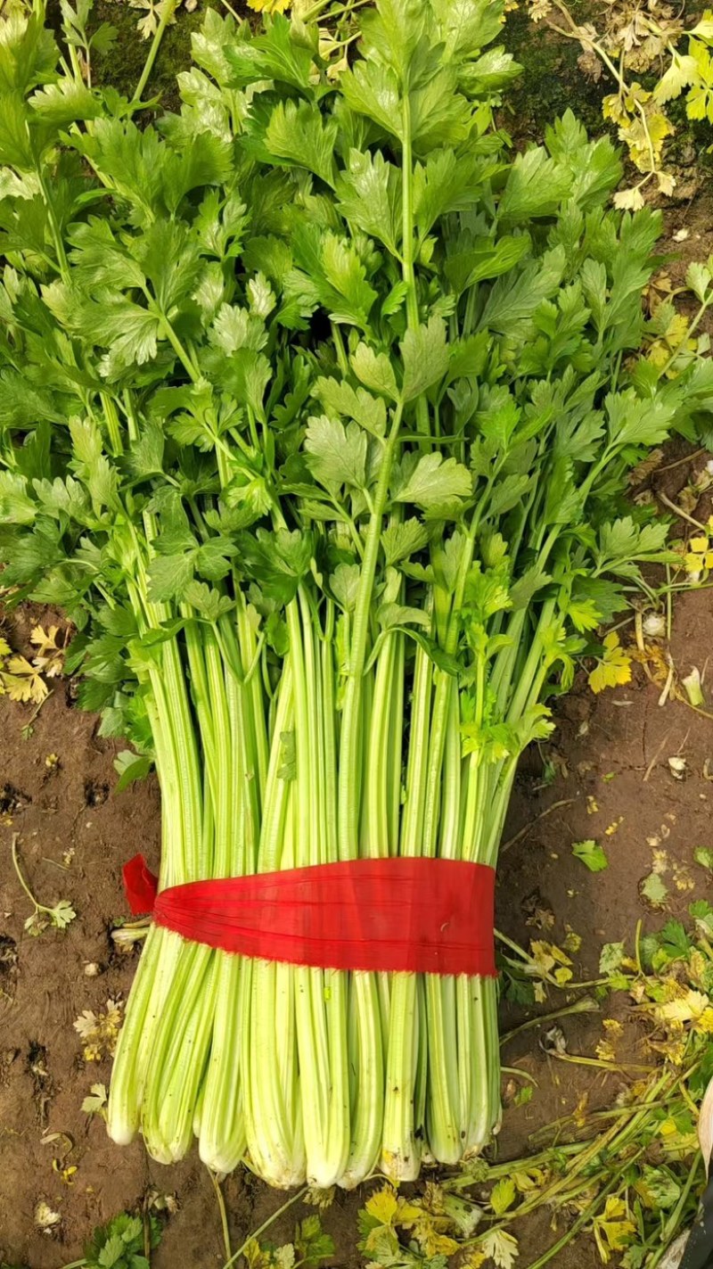 精品西芹，质优价廉，中小颗现己大量上市中
