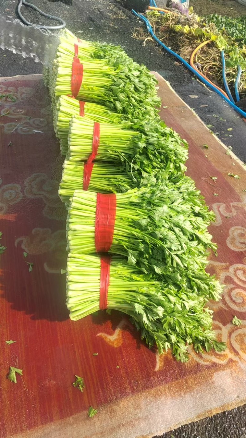 精品西芹，质优价廉，中小颗现己大量上市中