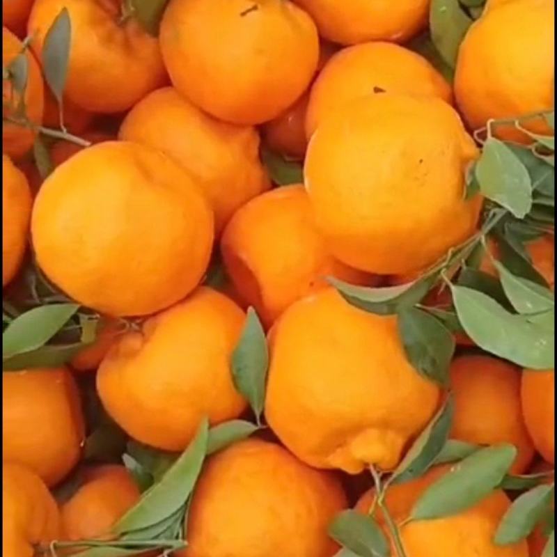 碰柑储存果（大小已分级，耐运输耐储存）保质保量供货