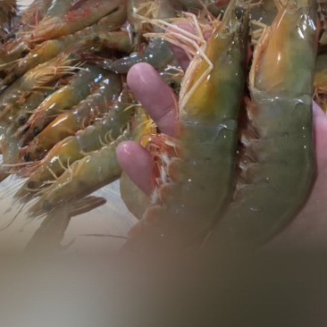 天然海虾一手货源供应电商市场超市冷链直发