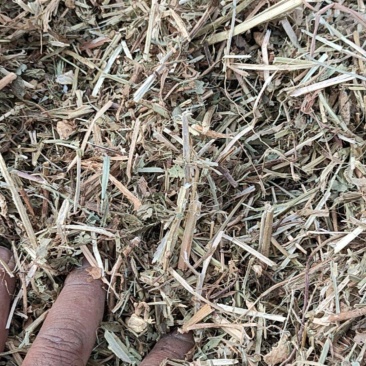 风选柔丝软包花生秧