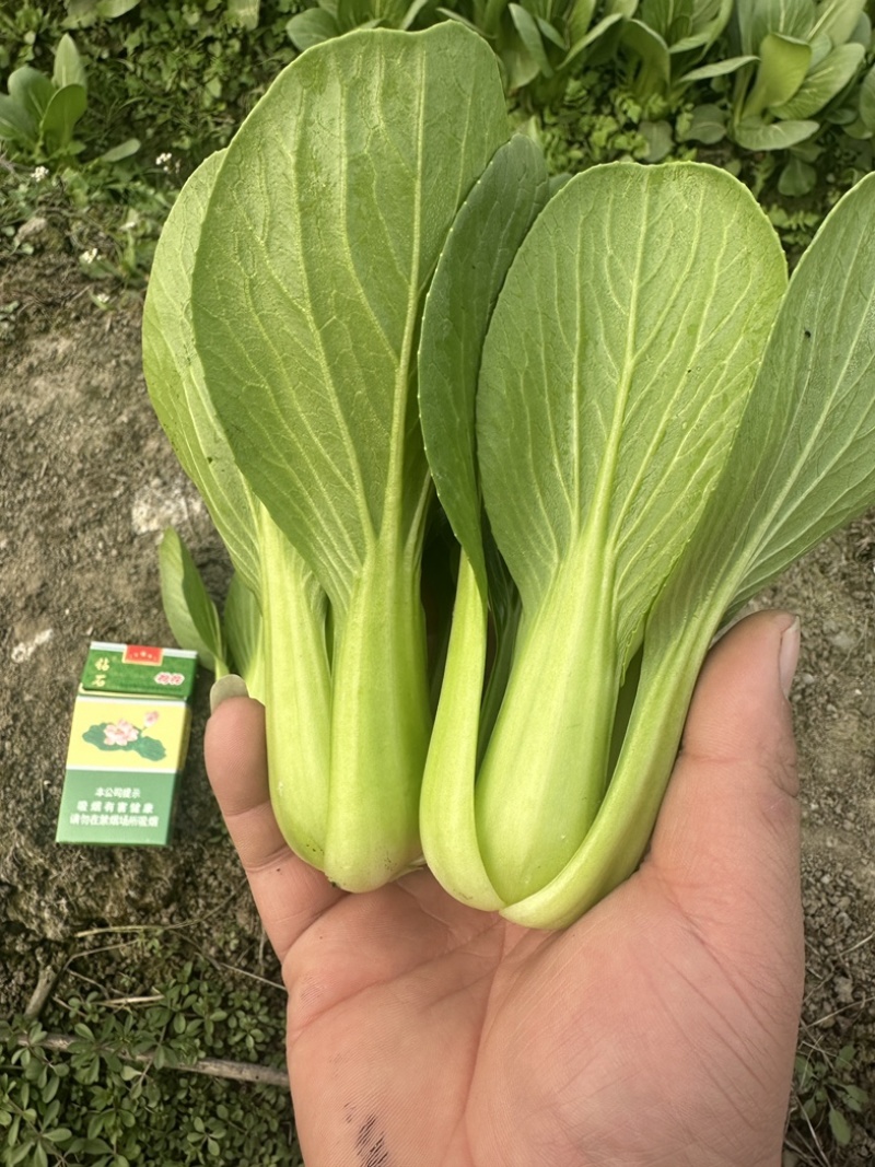 四川，陆地油菜，上海清，大量上市！欢迎咨询。