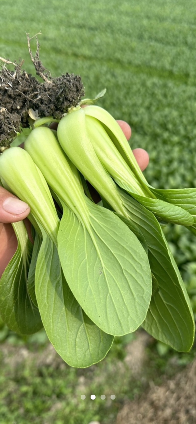 四川，陆地油菜，上海清，大量上市！欢迎咨询。
