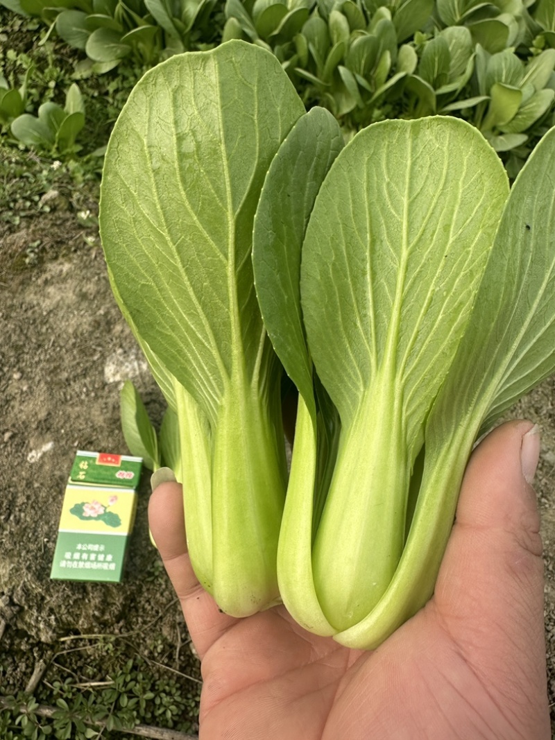 四川，陆地油菜，上海清，大量上市！欢迎咨询。