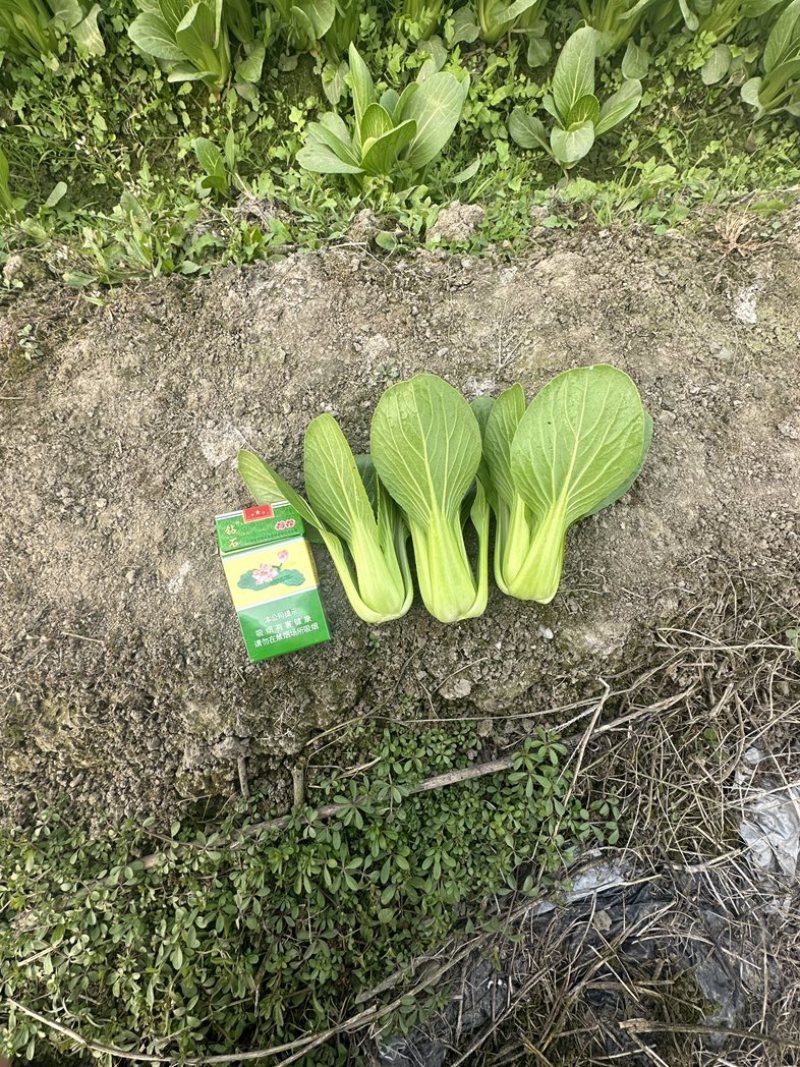 四川，陆地油菜，上海清，大量上市！欢迎咨询。