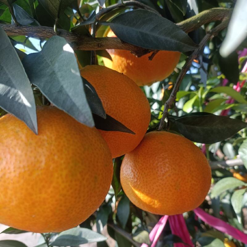 四川精品爱媛果冻橙，细腻多汁，产地直发
