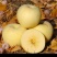 山东烟台奶油苹果新鲜水果4.5斤9斤酥脆黄色苹果脆甜