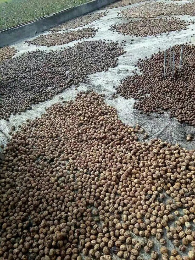 盐源早1号大优核桃青皮核桃鲜核桃一手货源产地直发